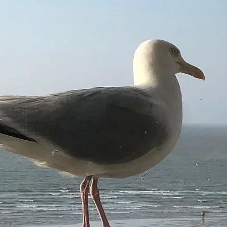 Royal Zeezicht * Ostende