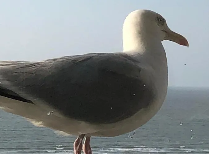 Royal Zeezicht * Ostende